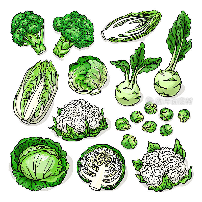 Sketch of healthy fresh vegetables isolated on white background